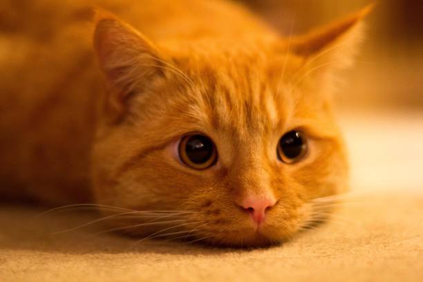 istock Close up of ginger cat 1028138980