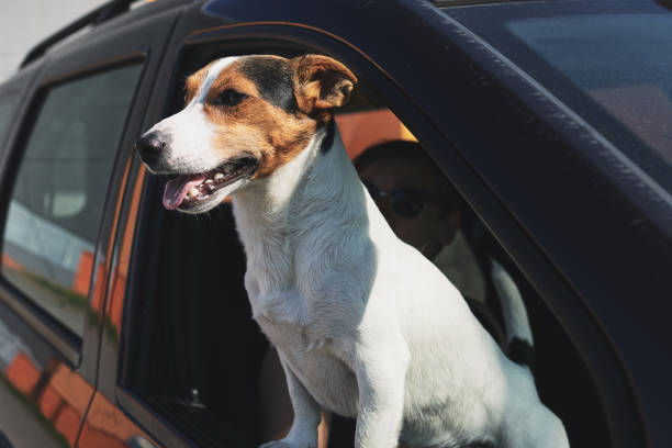 istock Dog while looking through car's window 1028139274