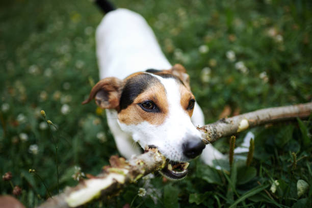 istock Jack russell fight over stick 1028139344