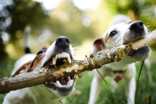 istock Jack russells fight over stick 1028139420