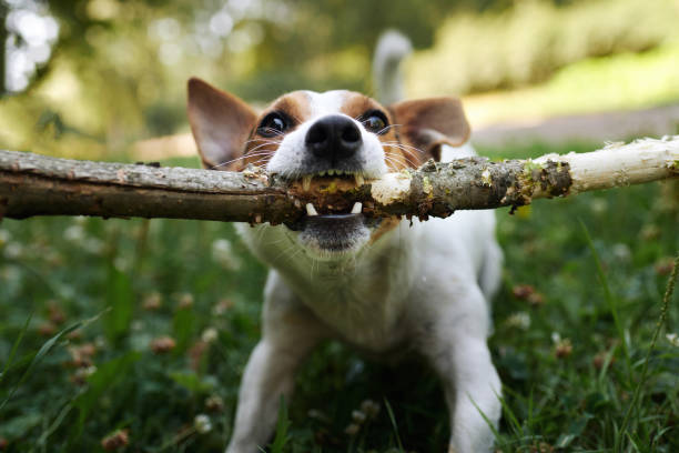 istock Jack russell fight over stick 1028139502