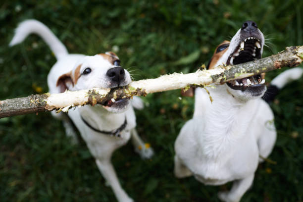 istock Jack russells fight over stick 1028139516
