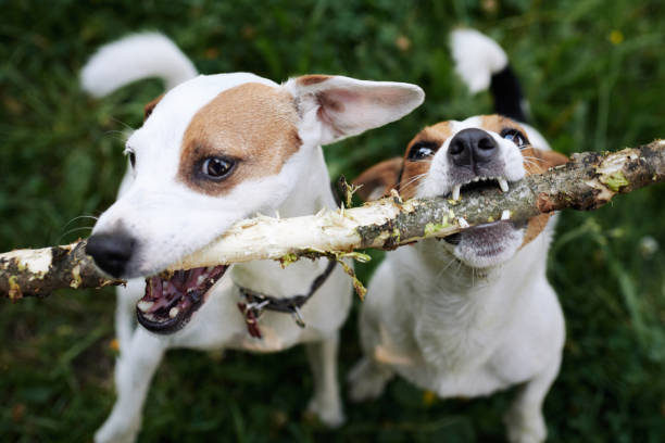 Jack russells fight over stick