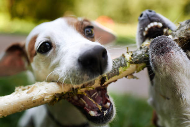 istock Jack russells fight over stick 1028139652