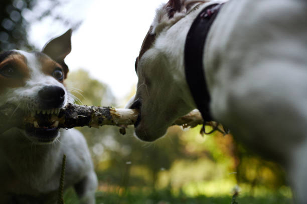 istock Jack russells fight over stick 1028139796