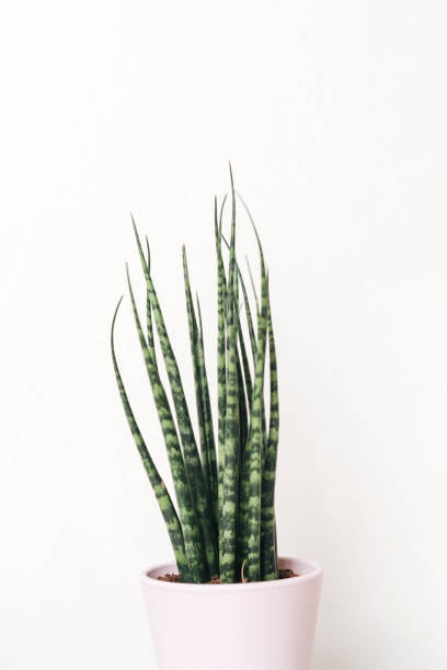 istock Cactus plant against white background 1028139878
