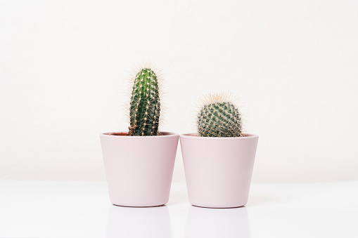 Cactus plant against white background