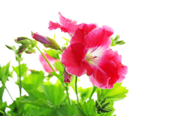 istock Pink Pelargonium flowers on a white background 1028140024