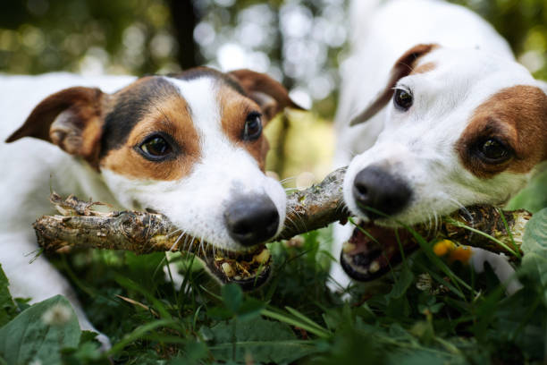 istock Jack russells fight over stick 1028140026