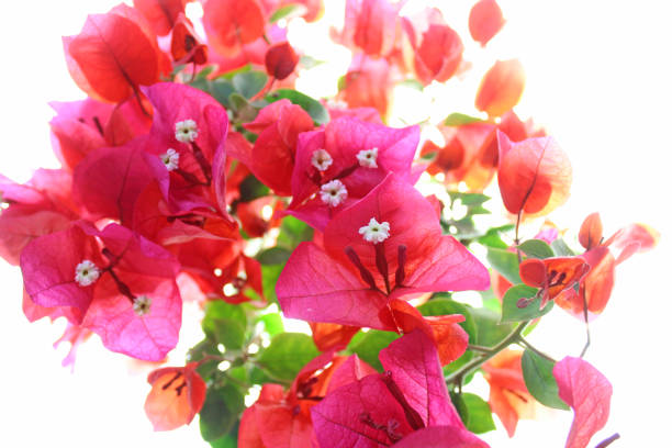 istock Bougainvillea on the white background 1028140142