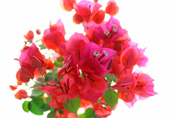 istock Bougainvillea on the white background 1028140146