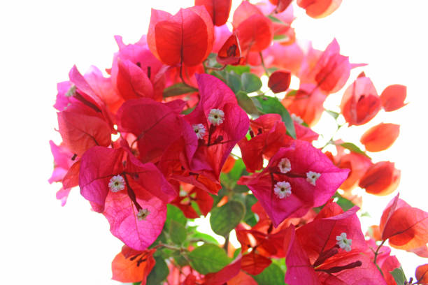 istock Bougainvillea on the white background 1028140318