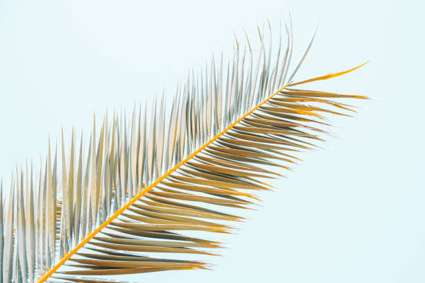 istock summer time concept. palm leaves close up 1028140468