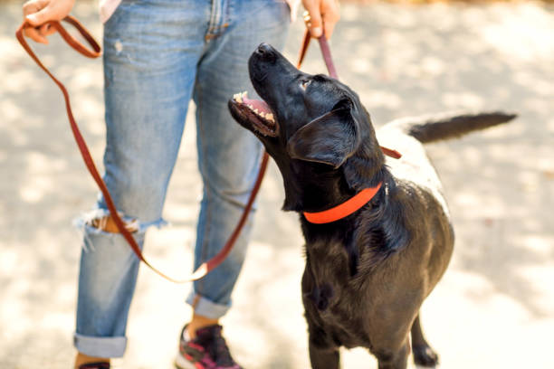 istock guy hugging with his dog labrador playing in the park 1028142774