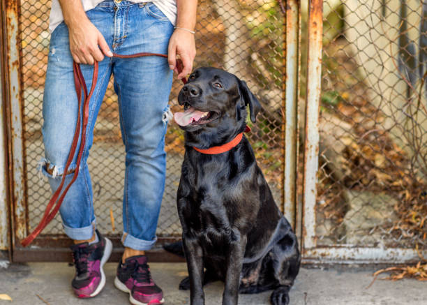 istock guy hugging with his dog labrador playing in the park 1028142842