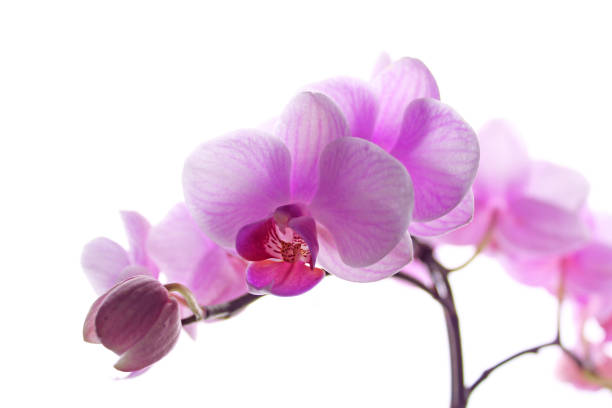 istock Pink phalaenopsis orchid on white background 1028142894