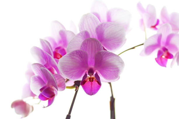 istock Pink phalaenopsis orchid on white background 1028142906