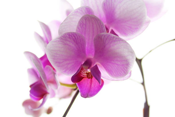 istock Pink phalaenopsis orchid on white background 1028142920