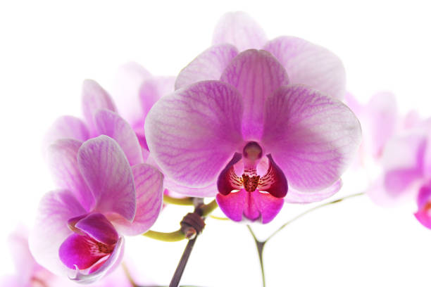 istock Pink phalaenopsis orchid on white background 1028142946