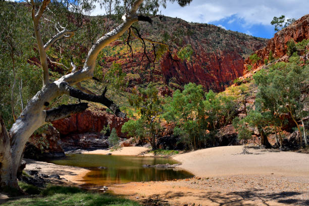 australia, nt, mcdonnell range, ormiston gorge - northern territory macdonnell ranges australia eucalyptus imagens e fotografias de stock