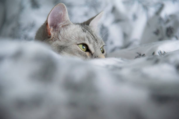 istock Egyptian Mau cat 1028146994