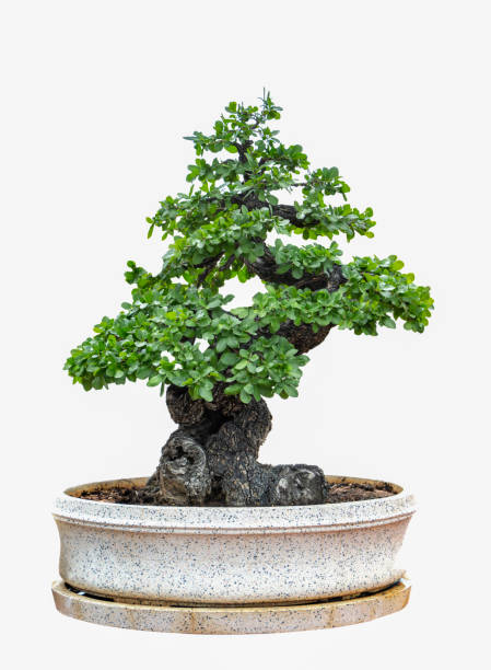 Bonsai tree isolated on white background. Its shrub is grown in a pot or ornamental tree in the garden.