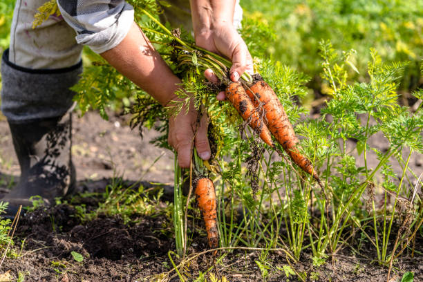 granjero en el campo recogiendo zanahorias, huerto ecológico, cosecha de otoño - wood carrot vegetable farm fotografías e imágenes de stock