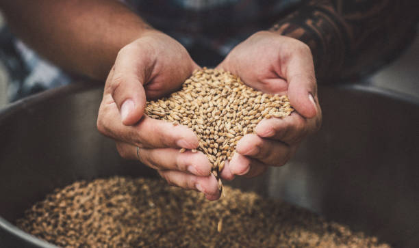 agricoltore che detiene cereali - orzo foto e immagini stock