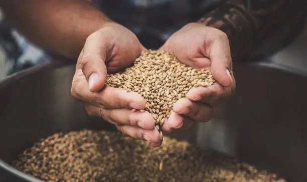 Photo of Farmer holding grains