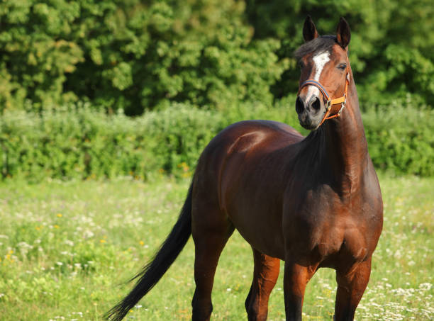 Brown horse on a green meadow farm