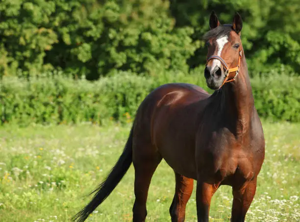 Photo of Brown horse on a green meadow farm