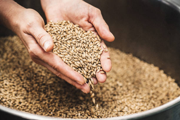 agricoltore che detiene cereali - brewery beer barley cereal plant foto e immagini stock