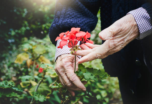 istock Wrinkled female hands holding geranium bloom in sunshine 1028157088
