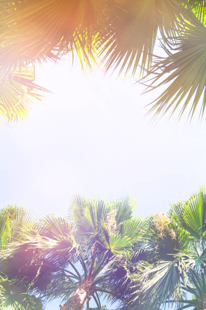 istock Palm trees against blue sky. 1028157204