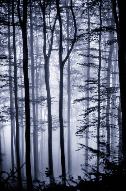 istock Autumn in the woods 1028159336