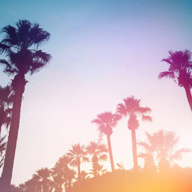 Photo of Palm trees against the sunset.