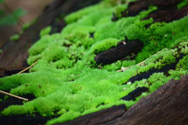 istock grass color natural moss floor grows in forest 1028159688