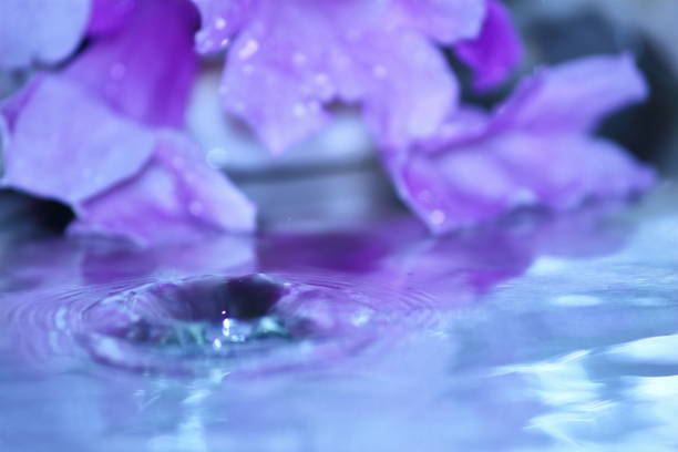I took purple flowers and water drops at high speed continuous shooting
