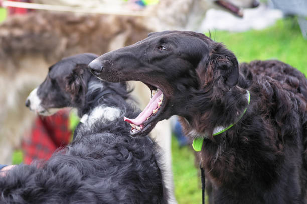 istock A black greyhound dog yawns into the camera close-up 1028164926