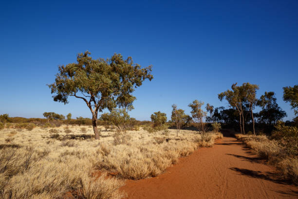 istock A single tree stands in the desert in central Australia 1028167474