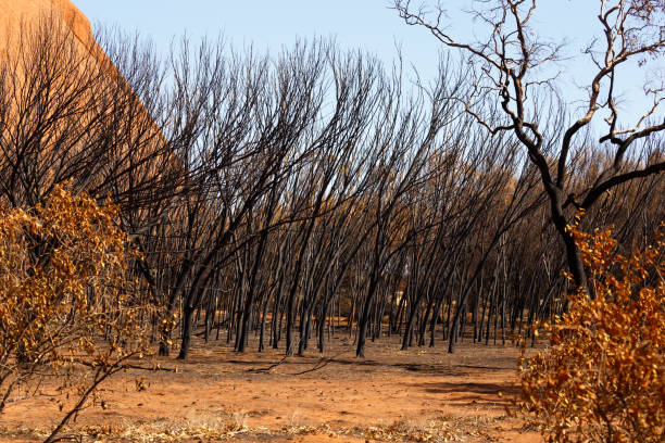 istock Burnt sticks stand bent in the Australian outback 1028167500