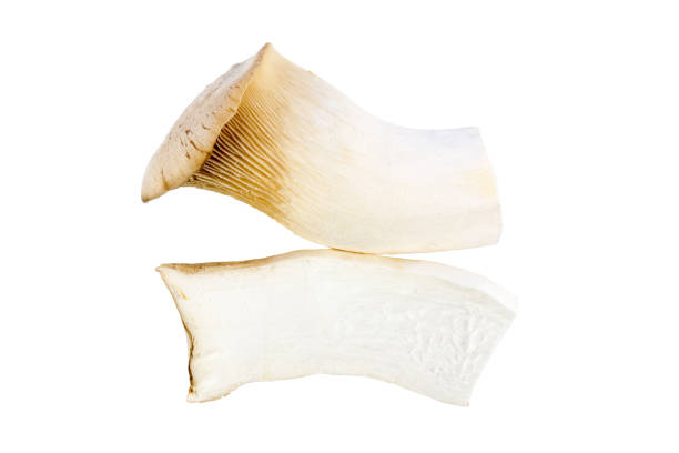 istock Errings - King oyster mushroom and cut half. Cut out on white background 1028167722