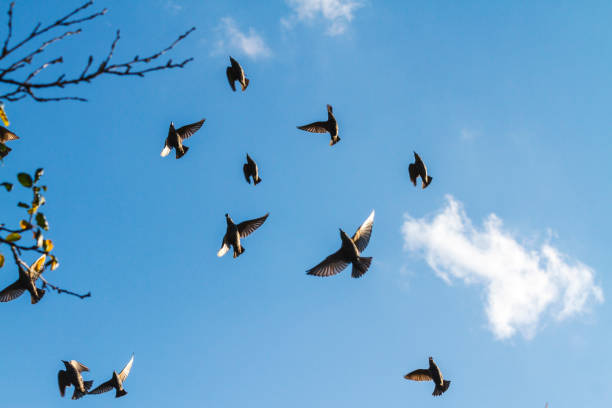 istock autumn picture bare branches and birds in flight 1028168022
