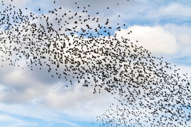 istock tornado from the birds in flight on a beautiful sky 1028168064