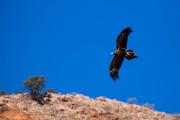 istock An Australian Wedge Tailed Eagle flies along a blue sky 1028168284