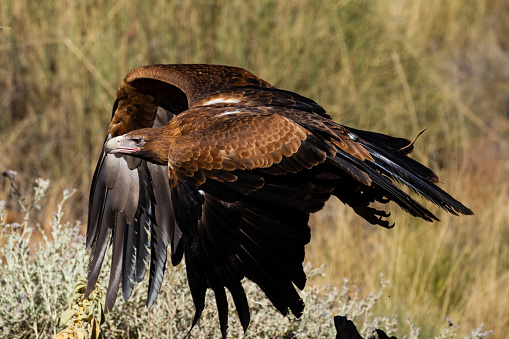 One of the most powerful Australian birds of prey the Wedge Tailed Eagle is a magnificent creature. This particular eagle was located around Alice Springs where they fly freely along the thermals generated by the West Macdonnel Ranges