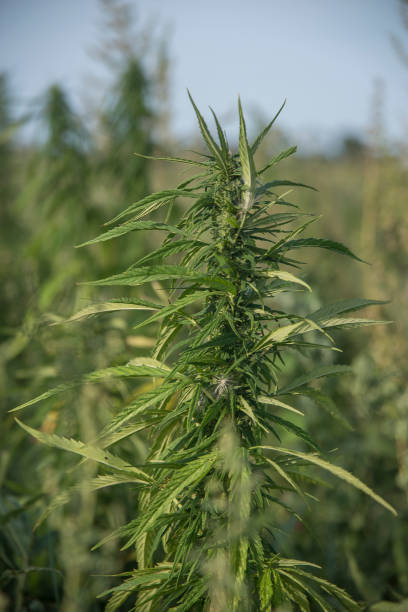 istock fields of industrial hemp in Estonia 1028171244