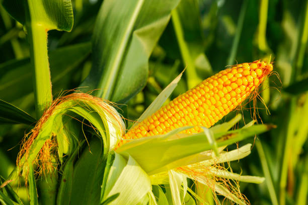 istock The corn plant in the field 1028172146