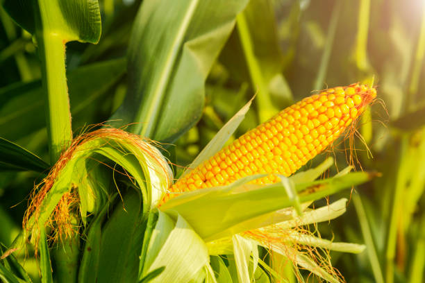 istock The corn plant in the field 1028172260