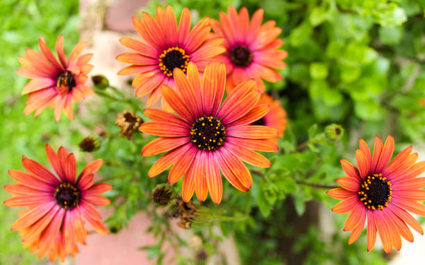 istock Orange flowers in the garden 1028177244